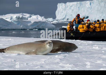 L'Antarctique, ci-dessous le cercle antarctique, Crystal Sound. Les touristes de l'expédition en zodiac à la recherche de joint de crabiers (Lobodon carcinophagus) sur l'iceberg. Banque D'Images