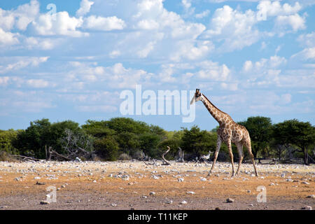 Une girafe broute sur le désert du parc national Etosha, Namibie. Banque D'Images