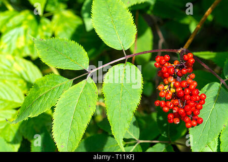 Sambucus racemosa, une espèce de sureau des sureau rouge-rouge et d'un Aîné grainées- vue rapprochée sur la branche dans le jardin Banque D'Images