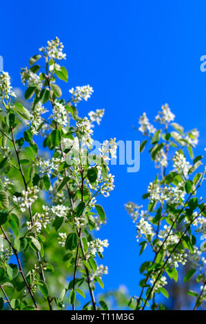 Blossoming bird cherry tree branches au printemps, contre un fond de ciel bleu. Soft focus sélectif Banque D'Images