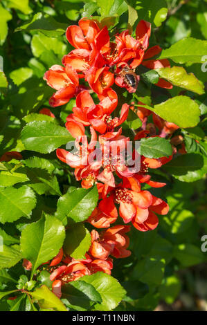 Fleurs rouges sur la direction de cognassier japonais Banque D'Images