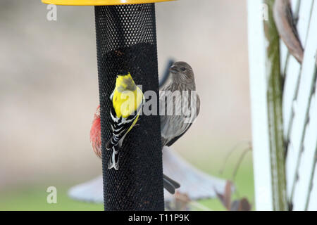 Un Chardonneret jaune, et un mâle et une femelle Roselin familier perché sur une mangeoire dans une cour au Wisconsin Banque D'Images