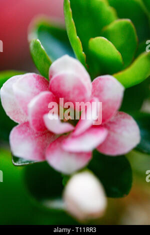 Petite fleur rose avec des feuilles vertes Banque D'Images