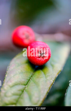 Fruits rouges sur une feuille Banque D'Images