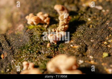 Peu de macro champignons sur un morceau de bois Banque D'Images