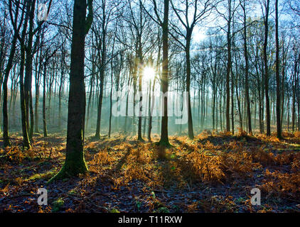 L'Europe, Angleterre, forêt de Dean. Lever du soleil à travers une forêt de chênes misty froid en hiver. Banque D'Images