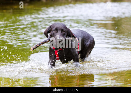 Un jeune noir labrador obtient un bâton dans l'eau Banque D'Images