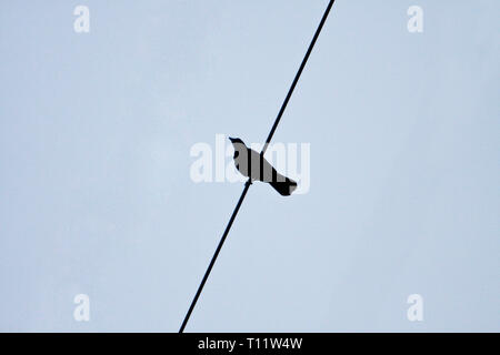 Les oiseaux sur une corde d'électricité Banque D'Images