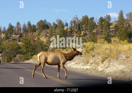 Doe femelle wapiti traversent la route avec pins verts sur colline en arrière-plan. Le Parc National de Yellowstone, États-Unis Banque D'Images