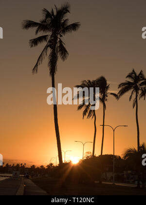 Silhouettes de palmiers vertical shot orange road Banque D'Images