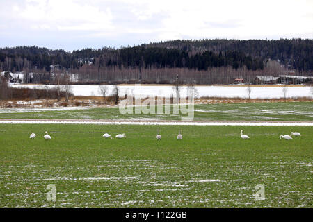 La migration des cygnes chanteurs, Cygnus cygnus, recueillies sur terrain vert dans le sud de la Finlande pour un jour de début du printemps. Banque D'Images