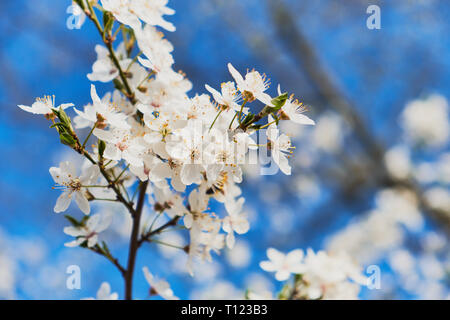 Fleurs de prunier, prune-arbre branche couverte de fleurs blanches sur fond bleu Banque D'Images