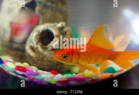 Poisson rouge dans un bol. La texture de verre bol, pierres colorées et son jouet. Banque D'Images