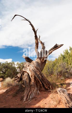 Tronc noueux d'un arbre mort (Juniper Juniperus osteosperma) dans la région de Dead Horse Point State Park, Utah, USA. Banque D'Images