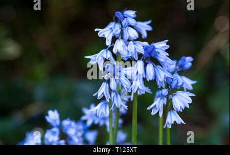 Hyacinthoides hispanica, l'espagnol, en groupes avec bluebell floue fond vert Banque D'Images