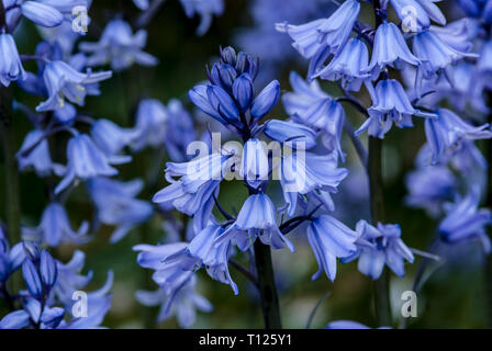 Hyacinthoides hispanica, l'espagnol, en groupes avec bluebell floue fond vert Banque D'Images