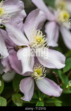 Close-up of Clematis montana 'Rubens, ''pink perfection', la floraison Banque D'Images