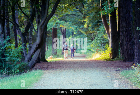 Image de couple avec chien marche à travers les bois, illuminé par les rayons du soleil de derrière Banque D'Images