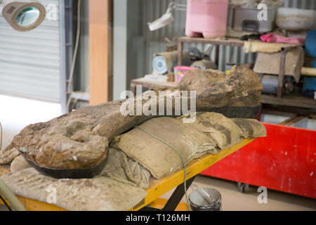 Extrait de bénévoles les os de rock à l'os de dinosaure laboratoire de préparation à l'Australian Age of Dinosaurs, Winton, Queensland. Banque D'Images