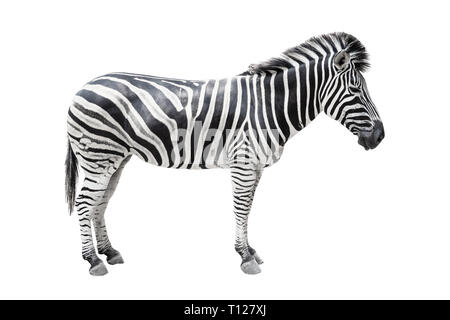 Zebra sur fond blanc isolé avec chemin de détourage. Banque D'Images