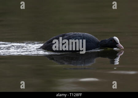 Foulque macroule (Fulica atra) Banque D'Images