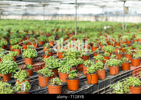 Rangées de pots avec menthe et croissante des émissions de fines herbes melissa Banque D'Images