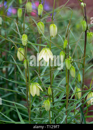 Fritillaria verticillata poussant dans un jardin Anglais la fin mars Banque D'Images