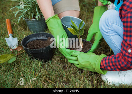 La plantation d'une nouvelle usine à la main sur l'activité jardinage pot. Banque D'Images