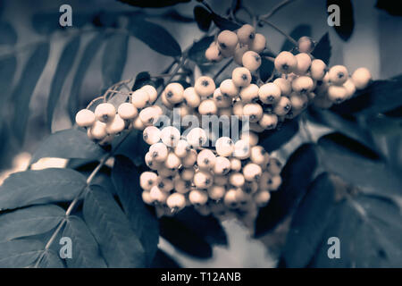 Des grappes de baies rouges sur les branches de Rowan parmi les feuilles vertes. Banque D'Images