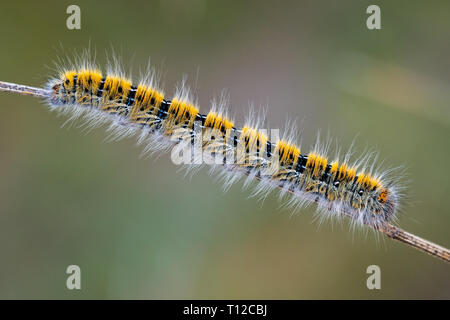 Caterpillar dans son environnement naturel. Banque D'Images