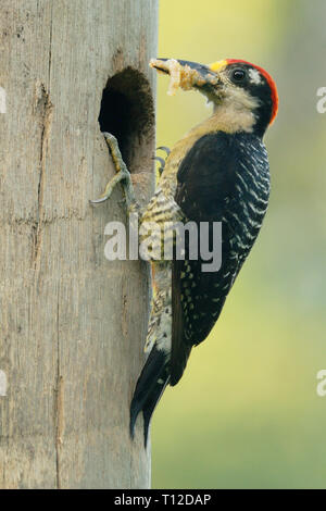 Black-cheeked Woodpecker (Melanerpes pucherani). Mâle adulte apporter au nid Banque D'Images
