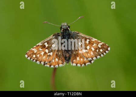 À Skipper butterfly (Pyrgus malvae) reposant sur une tête de semences Banque D'Images