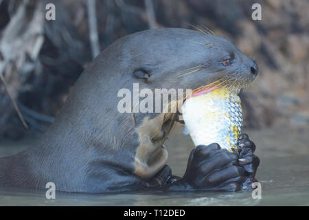 La loutre géante (Pteronura brasiliensis) adulte commandant un poisson Banque D'Images