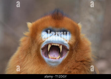 Golden snub-nosed (Rhinopithecus roxellana singe) mâle adulte, montrant ses crocs Banque D'Images
