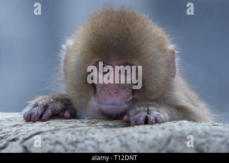 Bébé Macaque japonais (Macaca fuscata) baignade dans une source d'eau chaude Banque D'Images