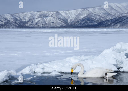 Cygne chanteur (Cygnus cygnus) Nager dans un trou dans la glace du lac gelé Mashu Banque D'Images