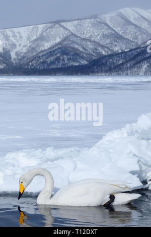 Cygne chanteur (Cygnus cygnus) Nager dans un trou dans la glace du lac gelé Mashu Banque D'Images