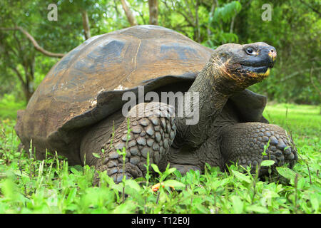 Tortue géante (Chelonoidis porteri) sur l'île Santa Cruz Banque D'Images