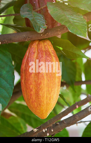 Cacao frais pod hanging on tree branch close up Banque D'Images