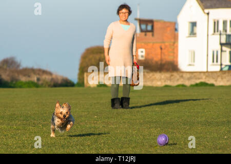 Ludique Cute Yorkshire Terrier pris en action sur les falaises au-dessus de vert Hunstanton sur North Norfolk Coast, East Anglia, Angleterre, Royaume-Uni. Banque D'Images