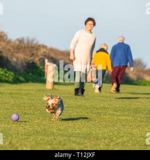 Ludique Cute Yorkshire Terrier pris en action sur les falaises au-dessus de vert Hunstanton sur North Norfolk Coast, East Anglia, Angleterre, Royaume-Uni. Banque D'Images