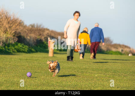 Ludique Cute Yorkshire Terrier pris en action sur les falaises au-dessus de vert Hunstanton sur North Norfolk Coast, East Anglia, Angleterre, Royaume-Uni. Banque D'Images