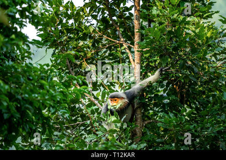 Brown-shanked douc langur avec un saut sur un arbre, également connu sous le nom de pygathrix nemaeus Voọc ou ' ' . Des animaux rares dans la péninsule de son tra, Da nang, Vietnam Banque D'Images