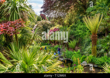 Jardin aquatique subtropical au centre de Trebah Garden, Cornwall, Angleterre, Royaume-Uni Banque D'Images