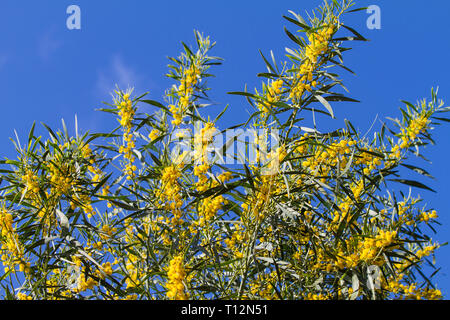 Branches de mimosa en fleurs dans la lumière du soleil sur le ciel bleu de printemps Banque D'Images