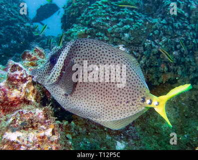 Poisson Chirurgien à queue jaune (Prionurus punctatus) Banque D'Images