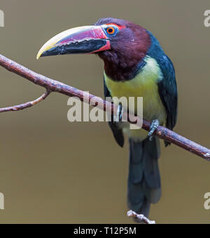 Vue rapprochée d'un livre vert (Pteroglossus aracari viridis) Banque D'Images