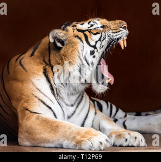 Vue rapprochée d'un tigre du Bengale (Panthera tigris tigris) Banque D'Images