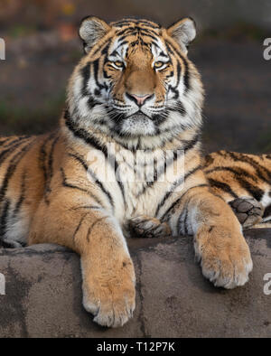 Vue rapprochée d'un jeune tigre de Sibérie (Panthera tigris altaica) Banque D'Images