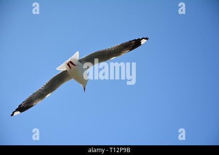 Red-billed Gull (Larus novaehollandiae) en vol, Nouvelle Zélande Banque D'Images